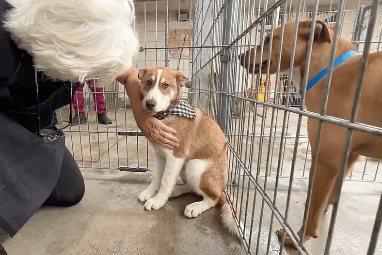 Sitting with dogs 91- Ralph